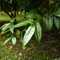 Diospyros walkeri (Wight) Gürke